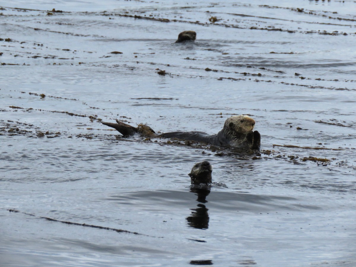 Animals - ML638096497