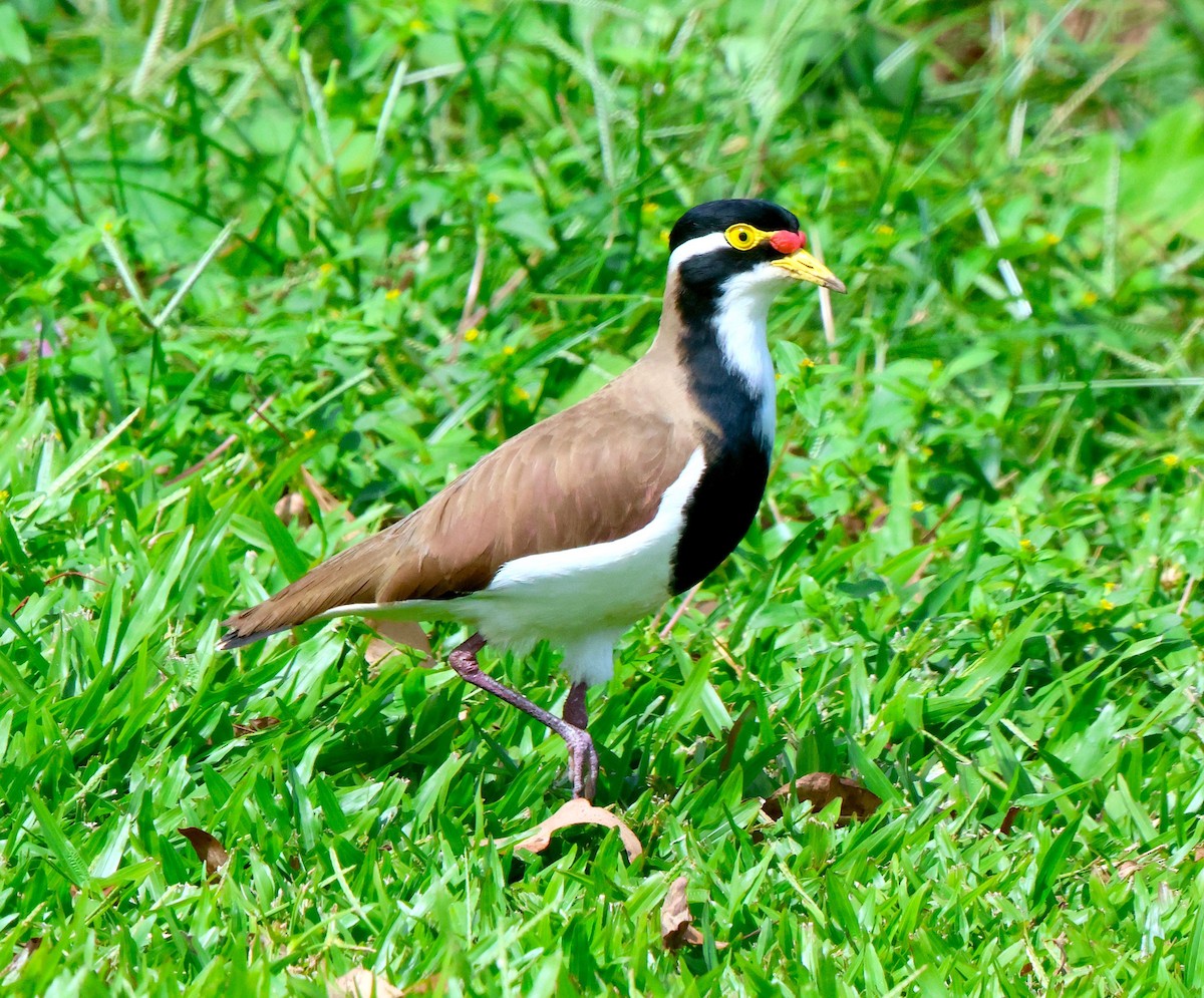 Avefría Tricolor - ML638096516