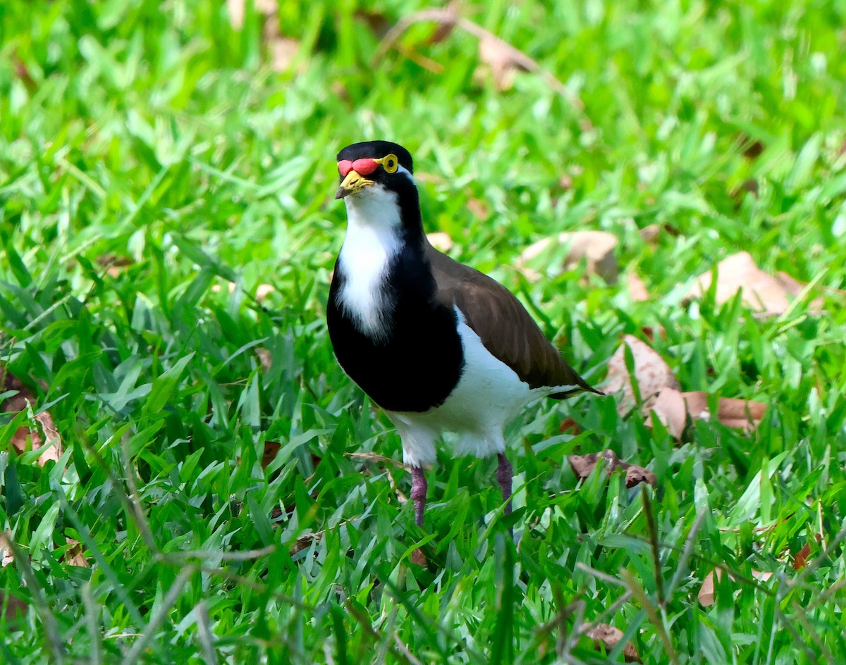 Avefría Tricolor - ML638096518