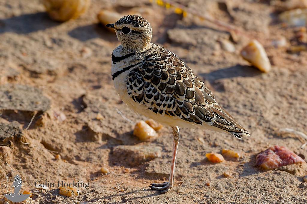 Double-banded Courser - ML638096543