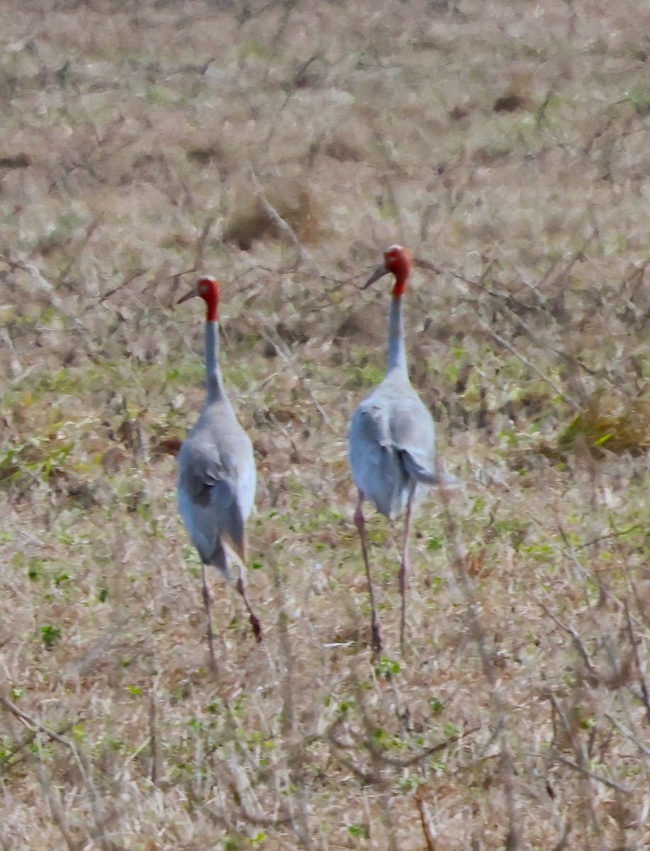 Sarus Crane - ML638096547