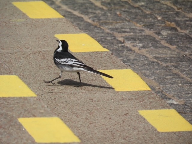White Wagtail - ML638096577