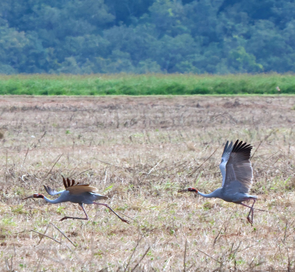 Sarus Crane - ML638096579
