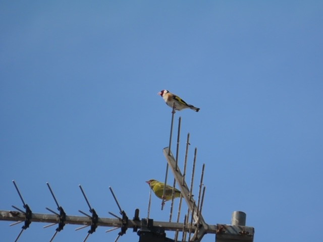 European Goldfinch - ML638096595