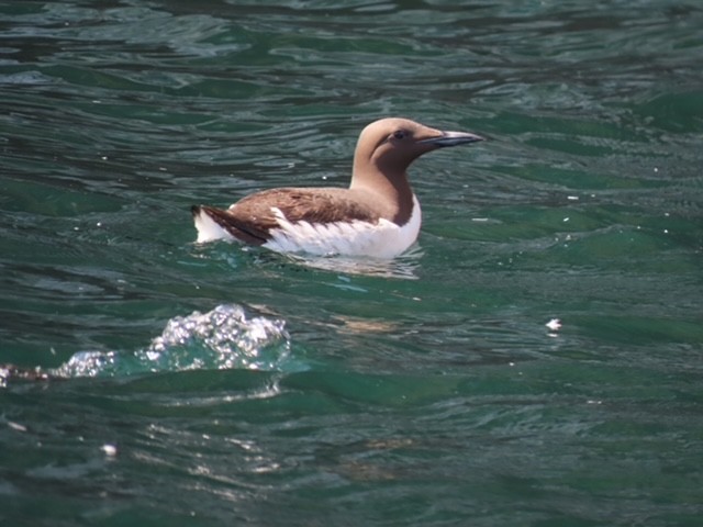 Common Murre - ML638096611