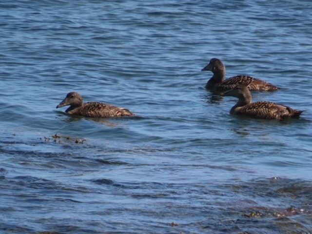 Common Eider - ML638096622