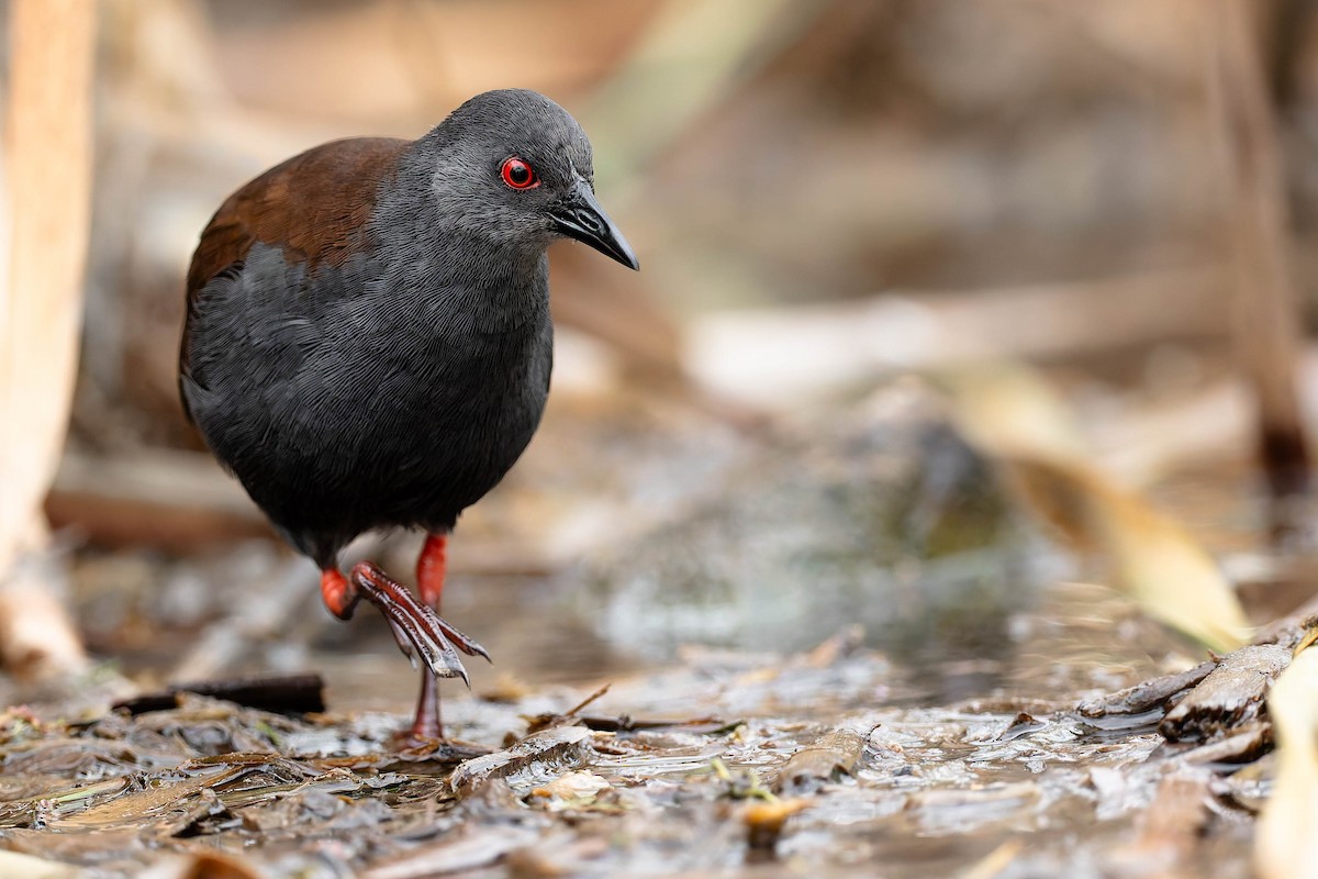 Spotless Crake - ML638096642