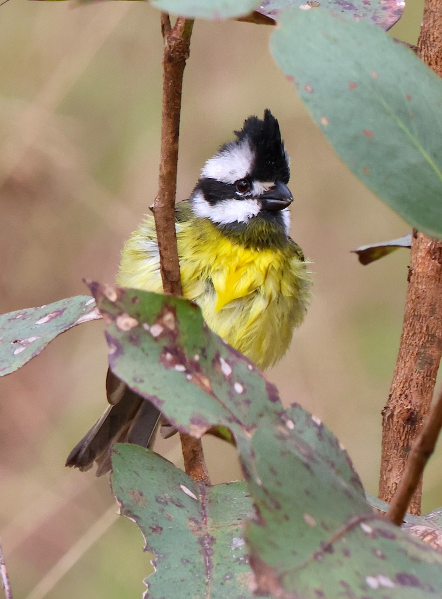 Eastern Shrike-tit - ML638096762