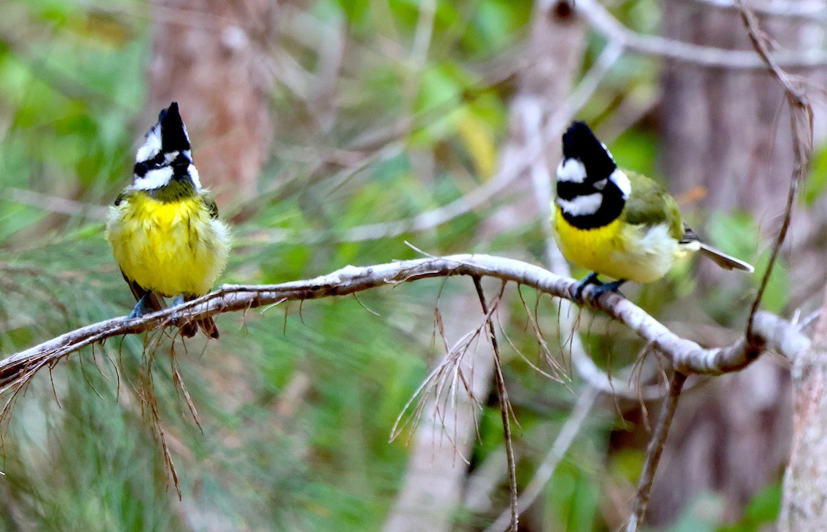 Eastern Shrike-tit - ML638096767
