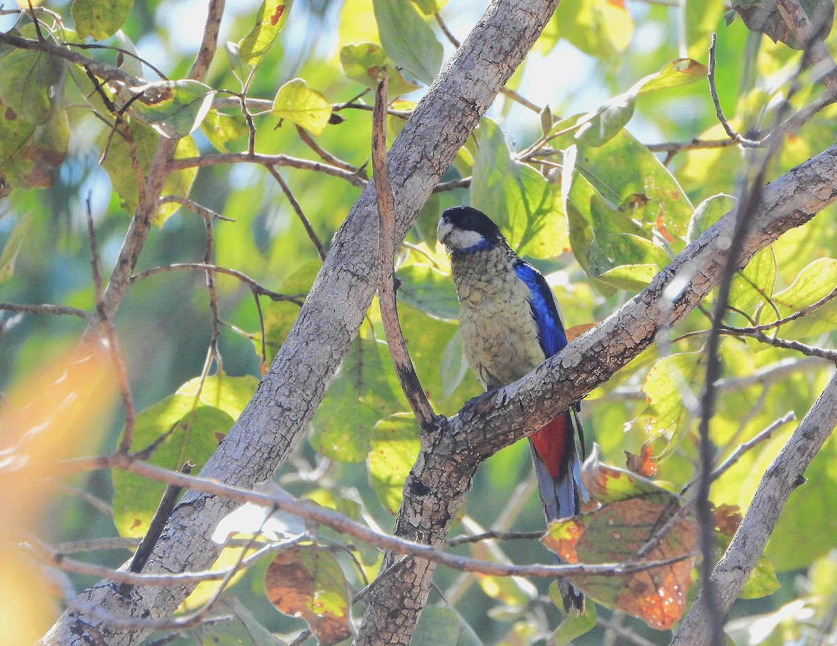 Northern Rosella - ML638096770