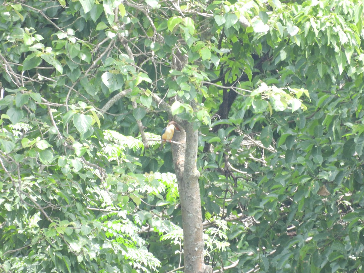 Stork-billed Kingfisher - ML638096807