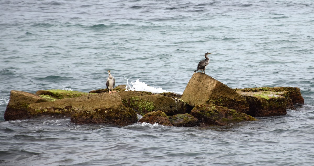 Great Cormorant - ML638096825