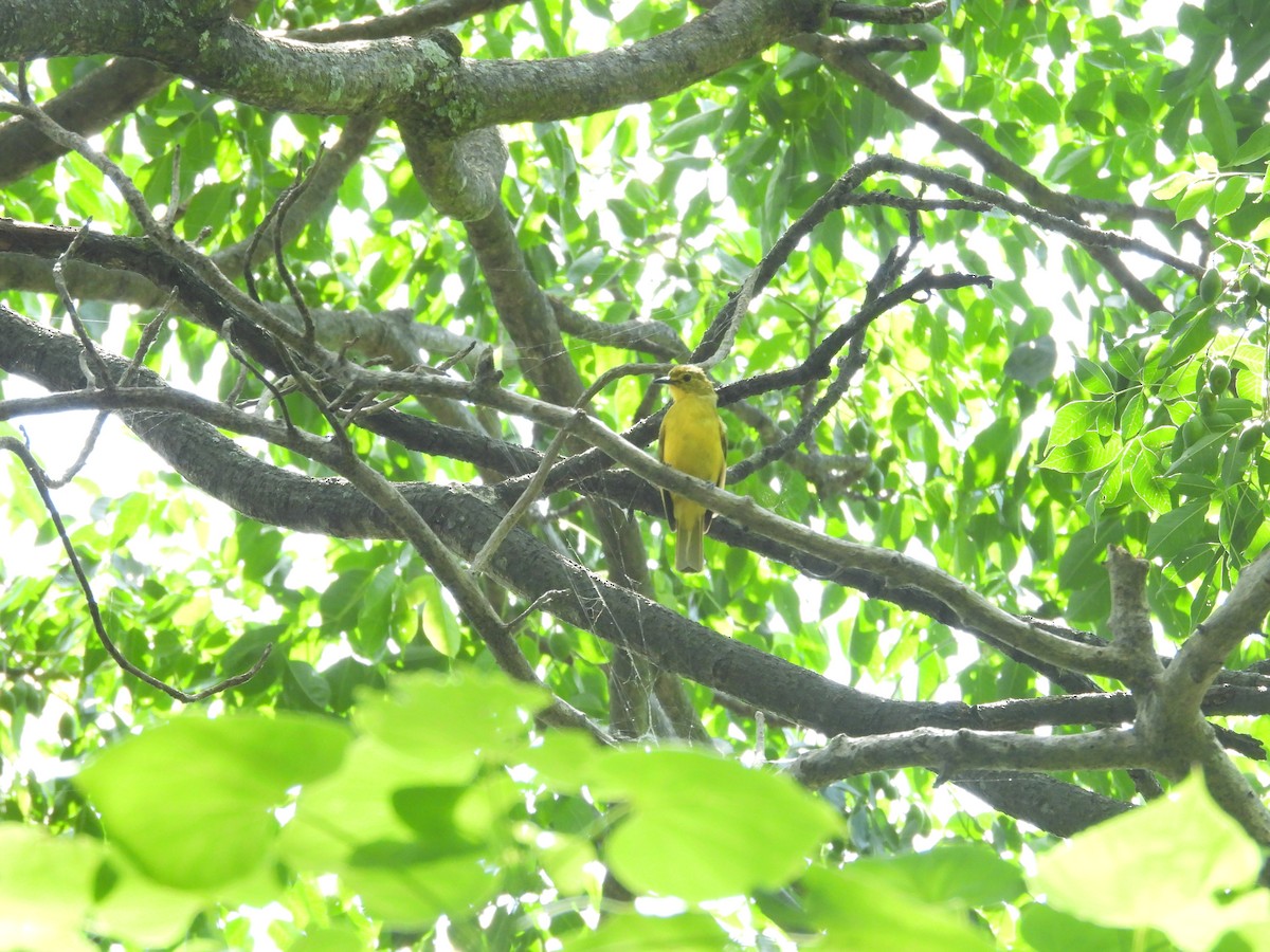 Yellow-browed Bulbul - ML638096826