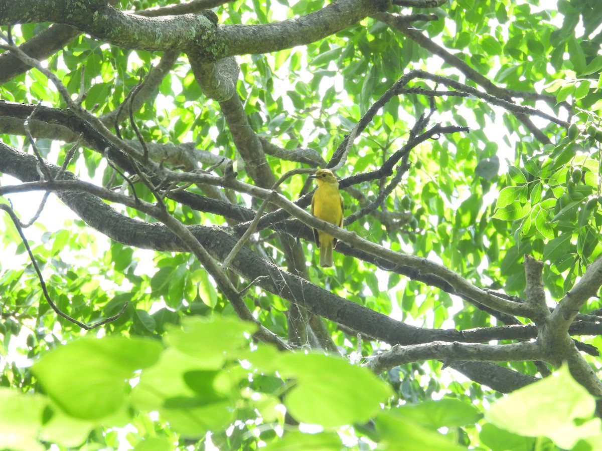 Yellow-browed Bulbul - ML638096828