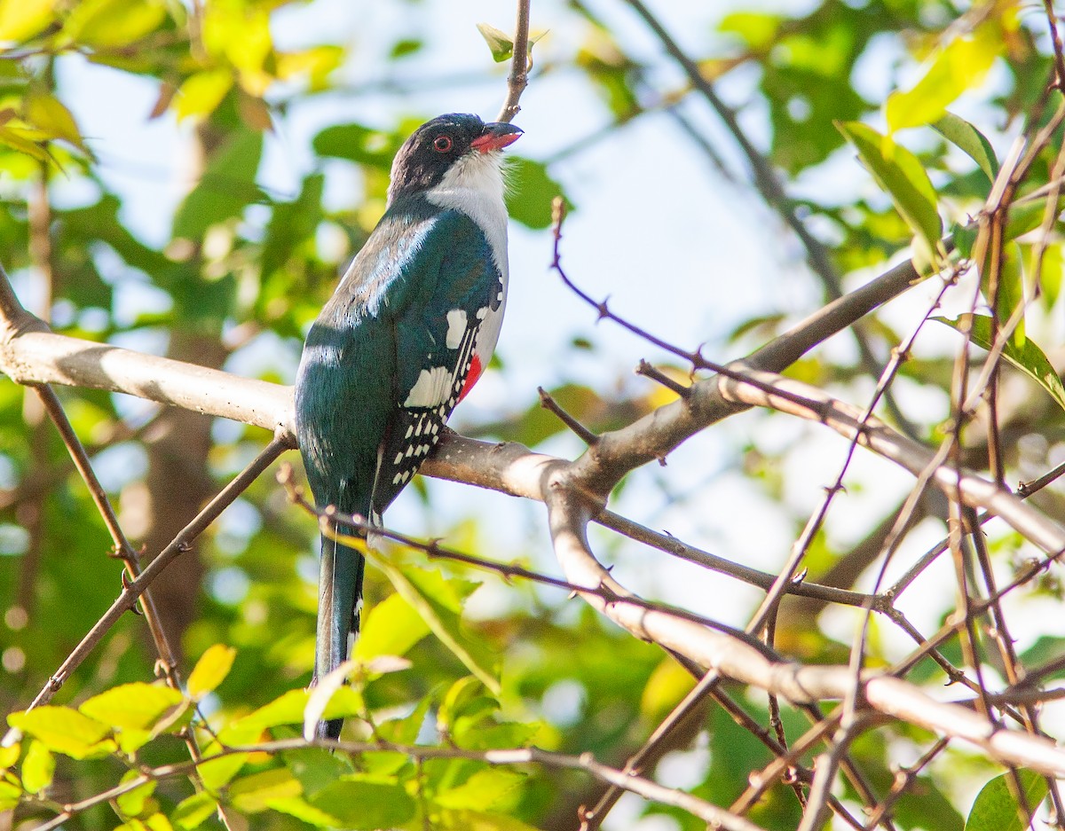 Cuban Trogon - ML638096829