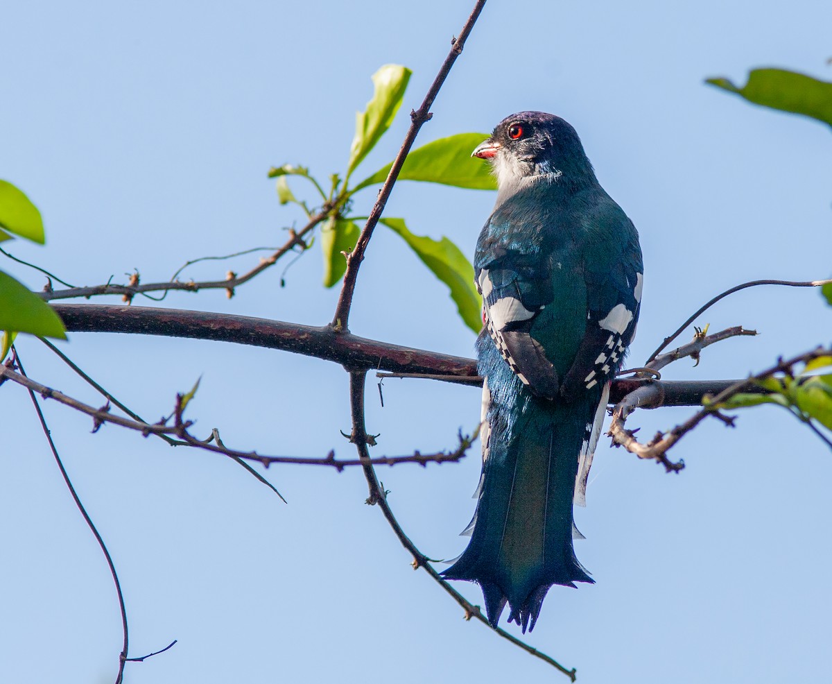 Cuban Trogon - ML638096832