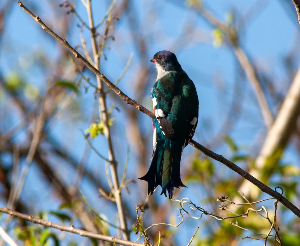 Cuban Trogon - ML638096833