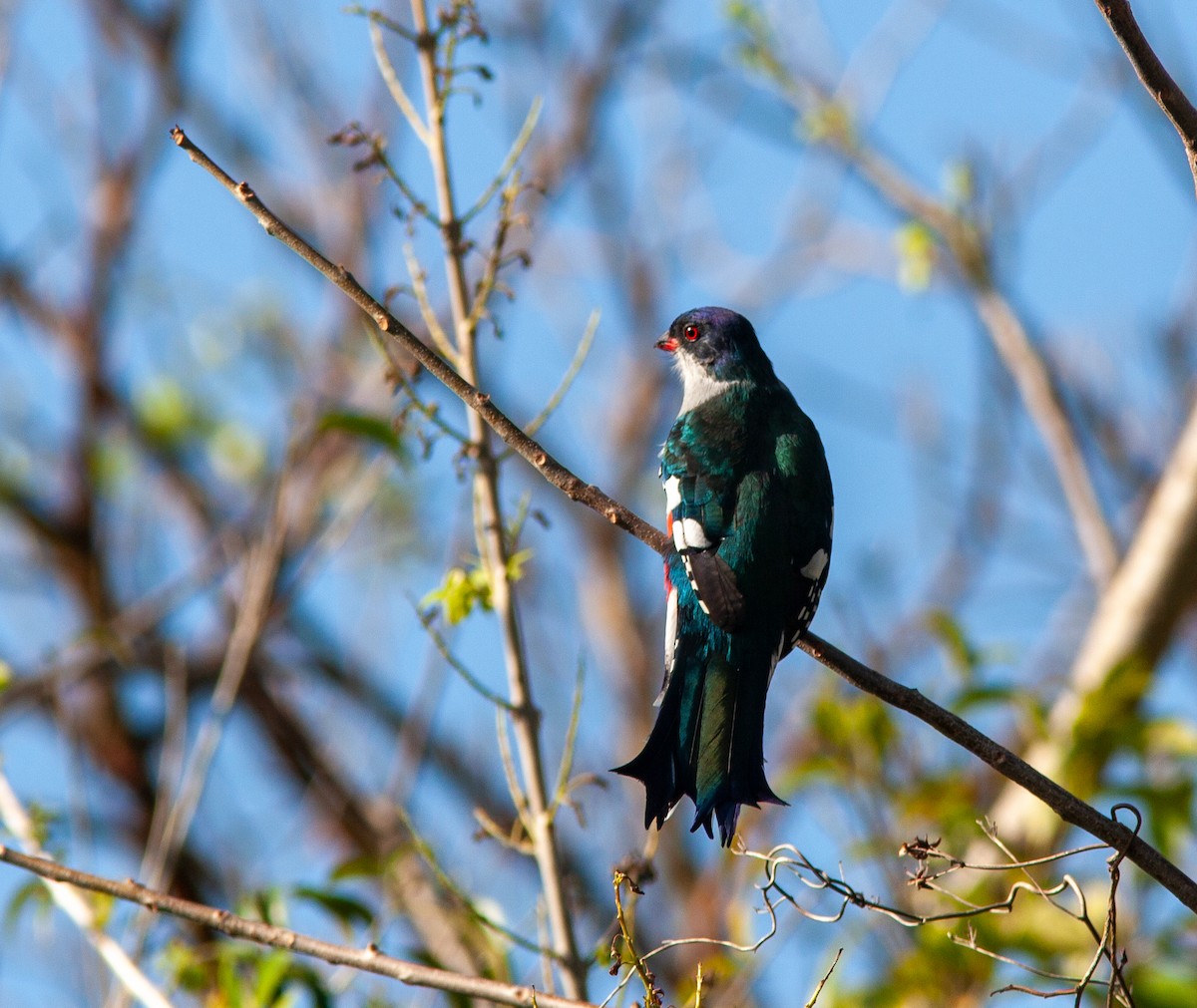 Cuban Trogon - ML638096836