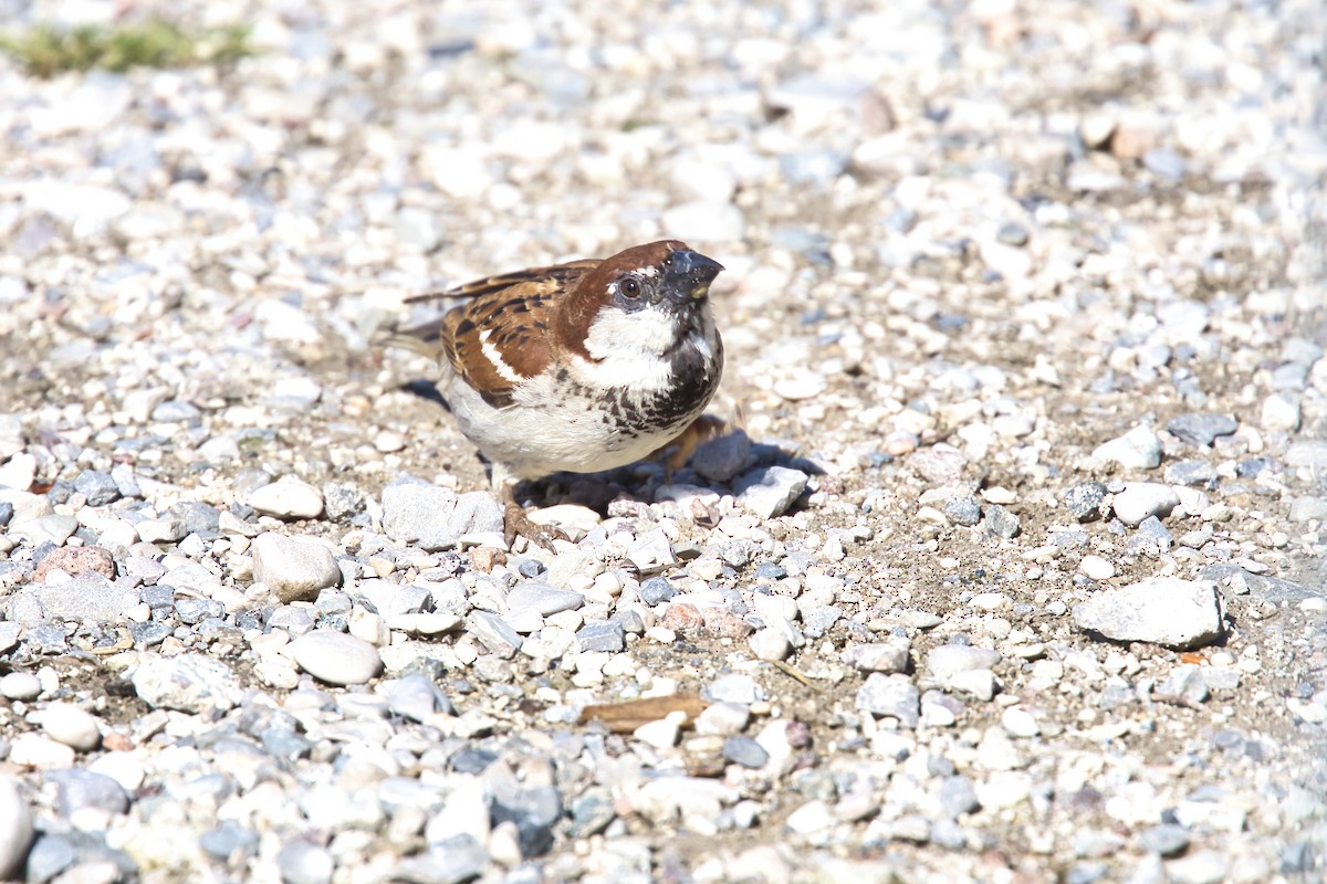 Italian Sparrow - ML638096846