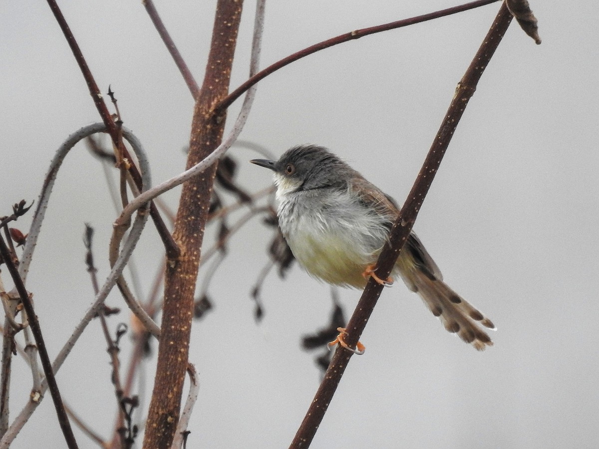 Gray-breasted Prinia - ML638096861