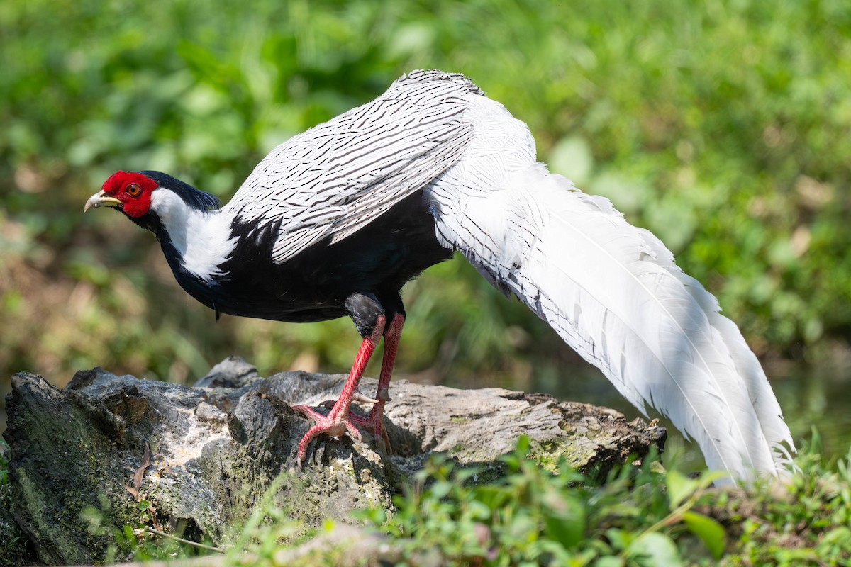 Silver Pheasant - ML638096894