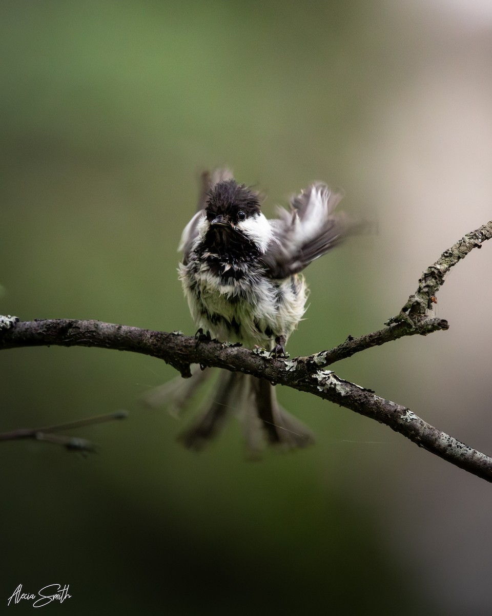 Black-capped Chickadee - ML638096899