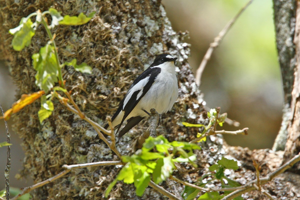 Atlas Flycatcher - ML638096903