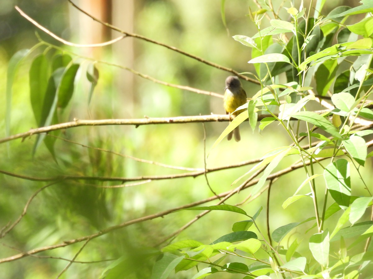 Gray-headed Canary-Flycatcher - ML638096923