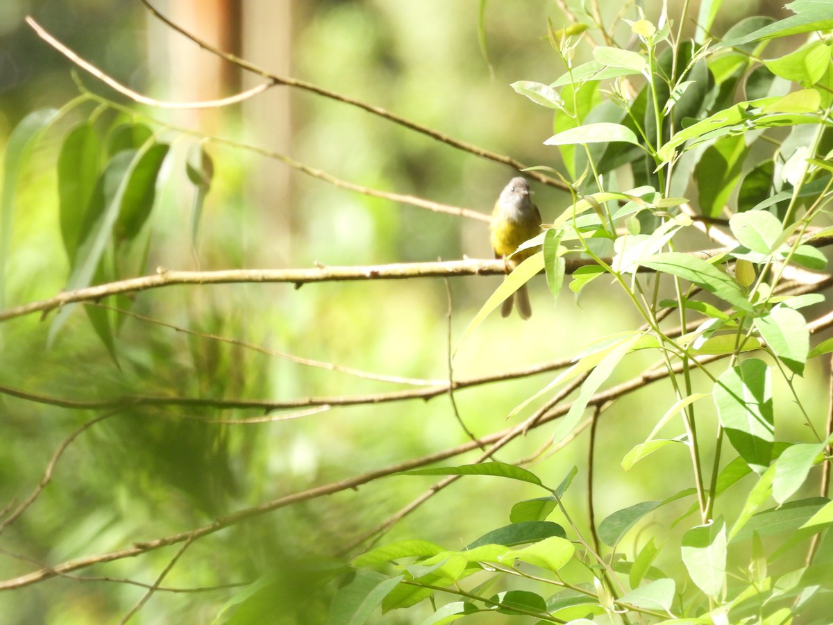 Gray-headed Canary-Flycatcher - ML638096924