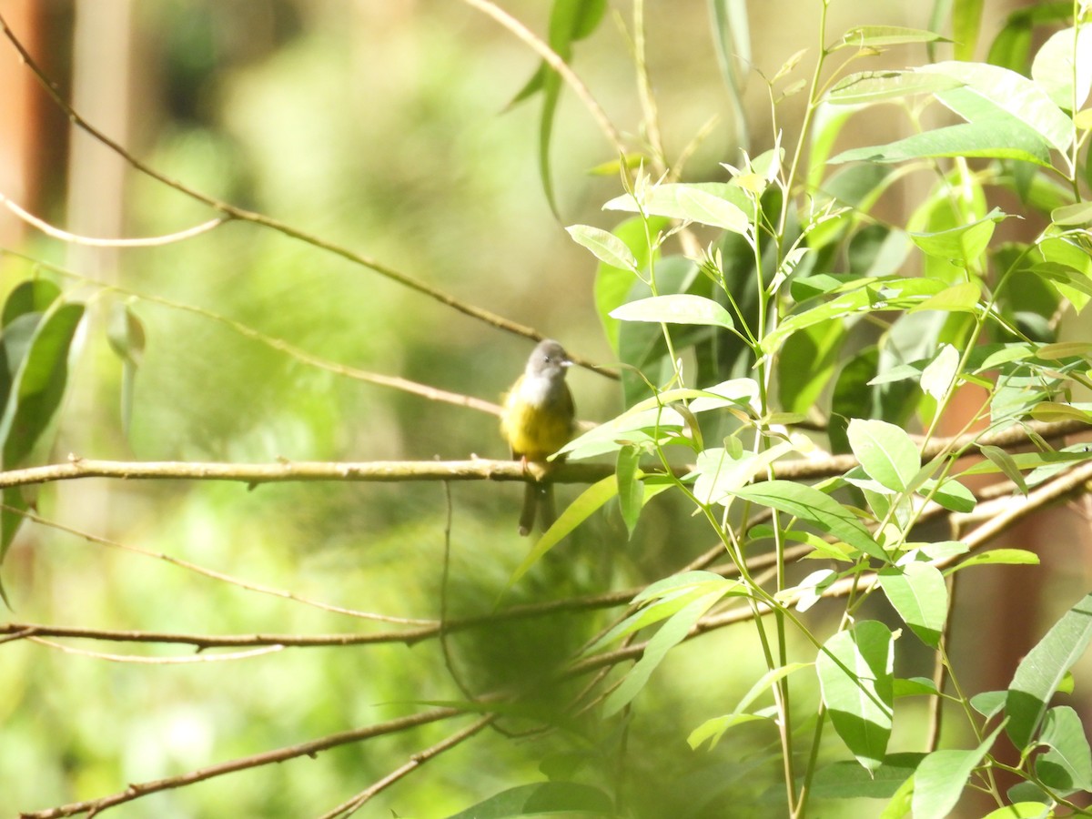 Gray-headed Canary-Flycatcher - ML638096925