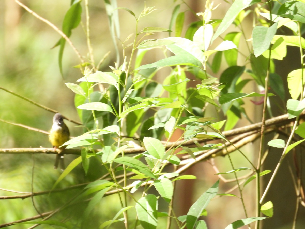 Gray-headed Canary-Flycatcher - ML638096926