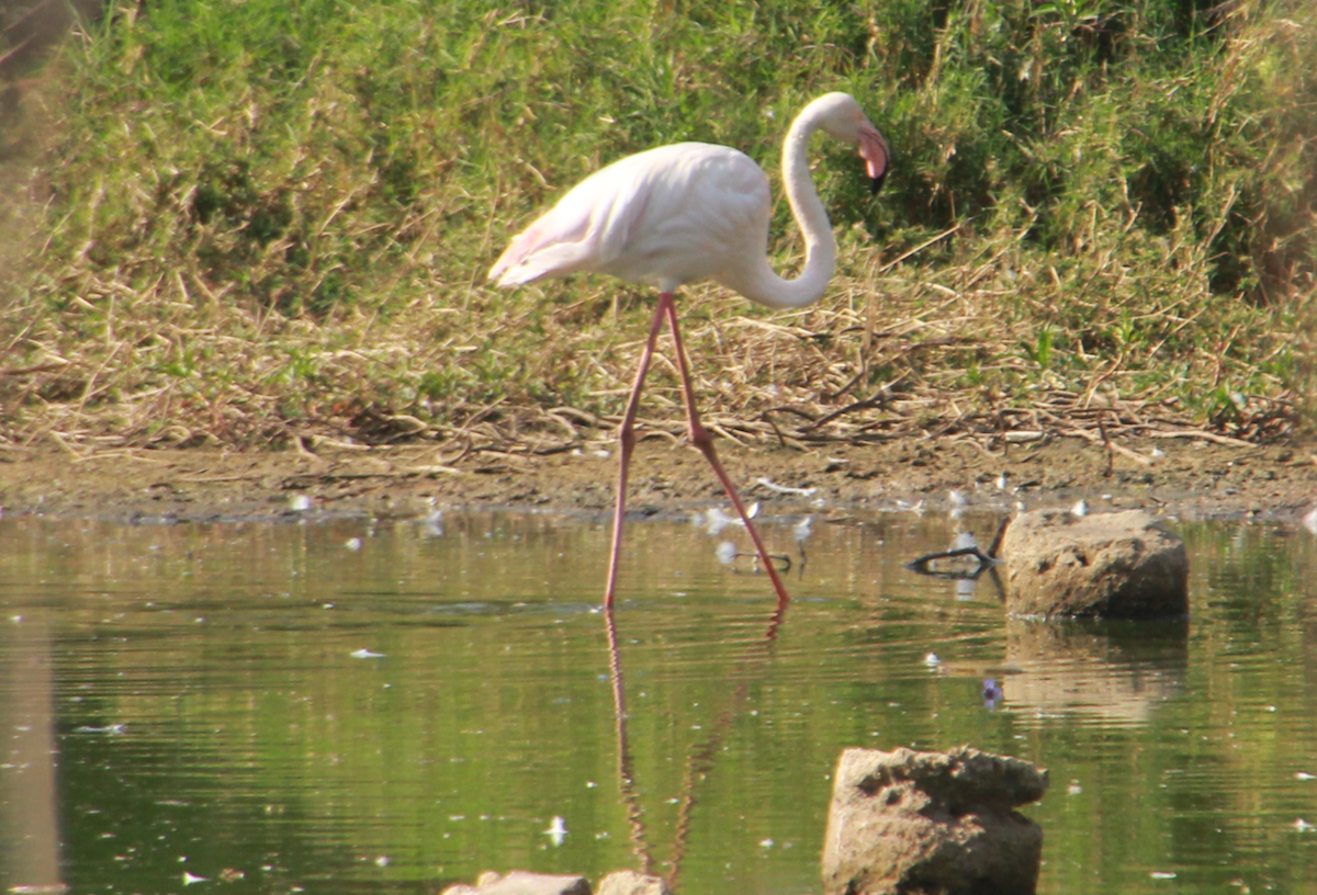 rosenflamingo - ML638096937
