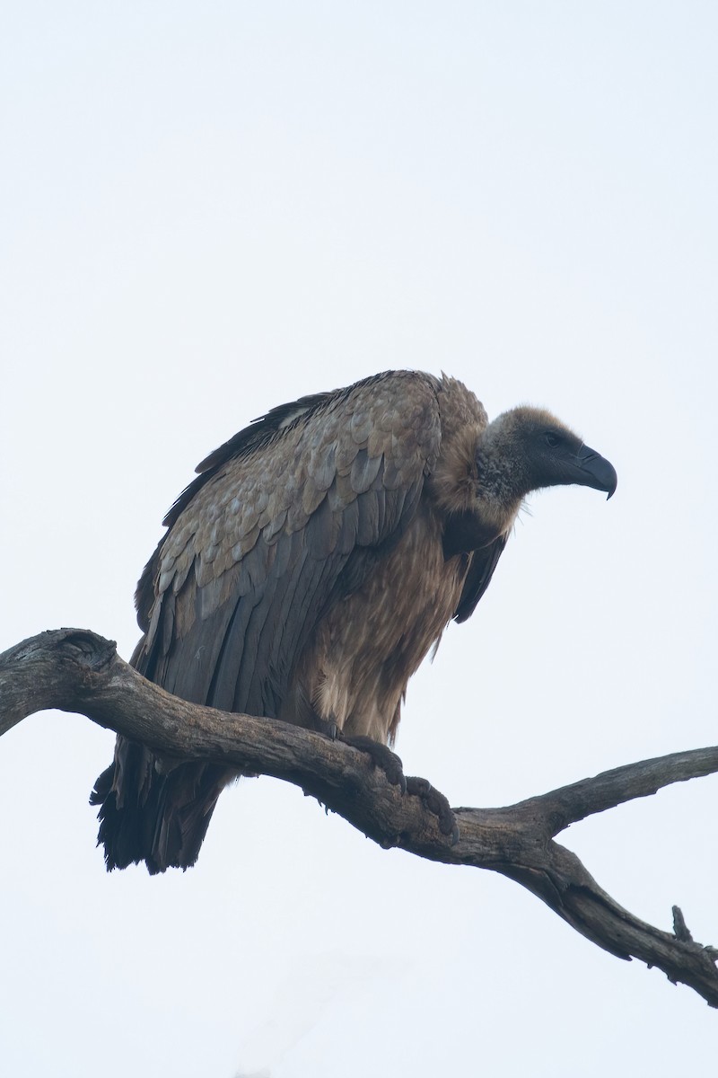 sup africký - ML638096939