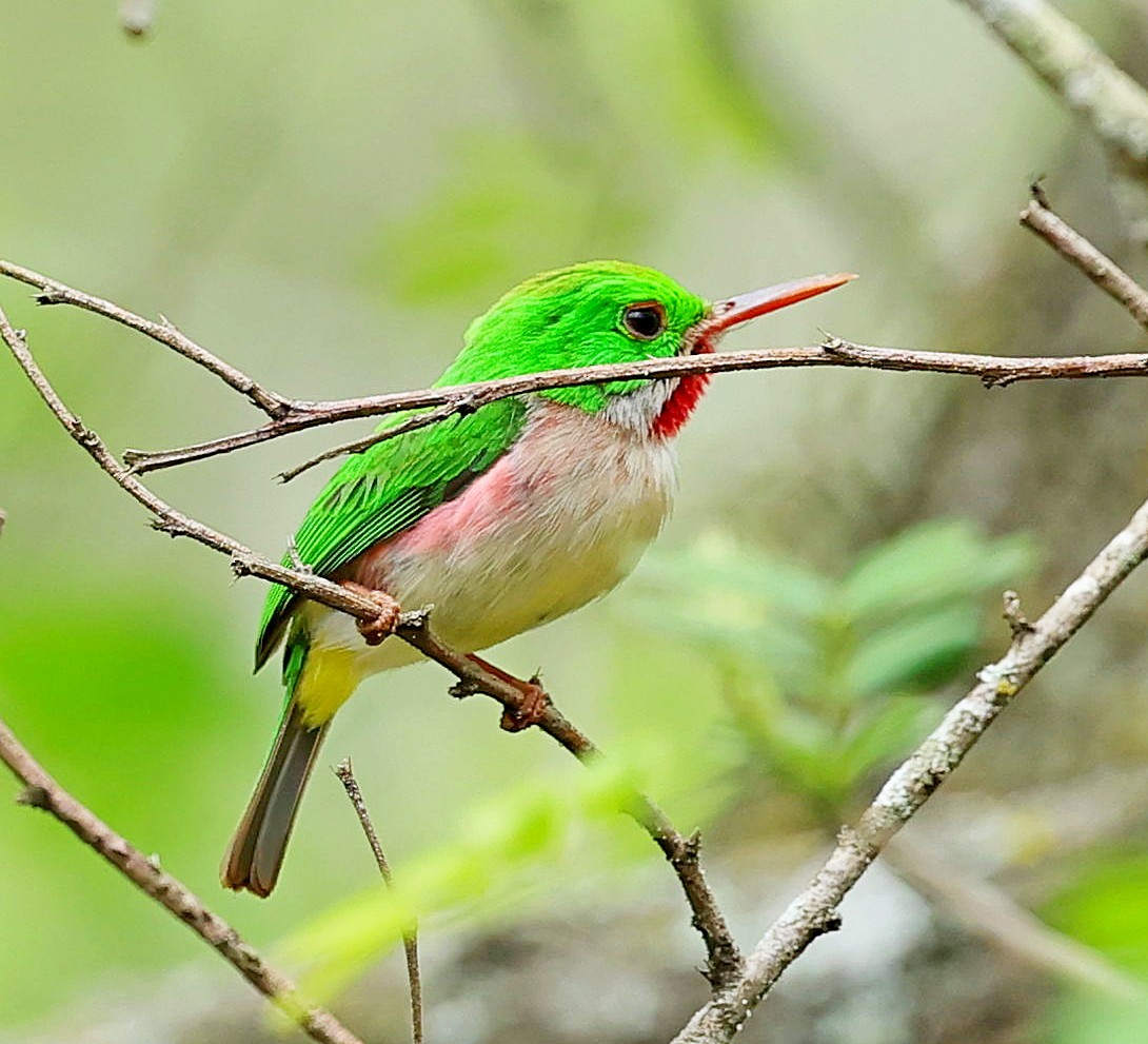 Broad-billed Tody - ML638096943