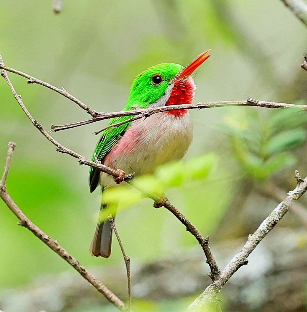 Broad-billed Tody - ML638096944