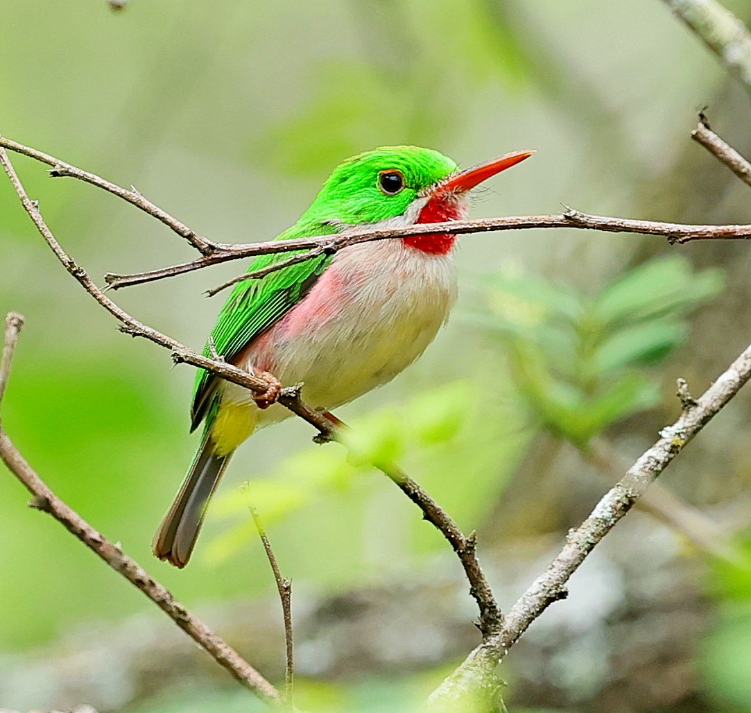 Broad-billed Tody - ML638096945