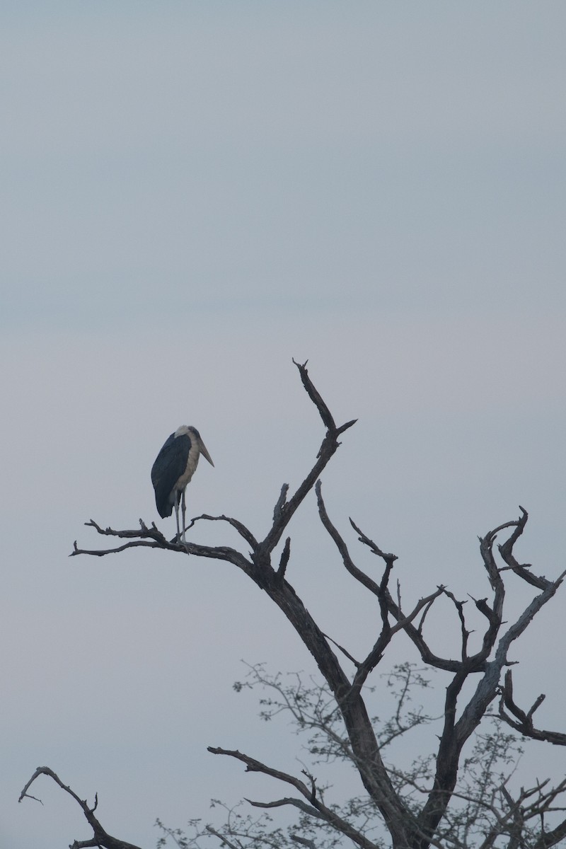marabu africký - ML638096959