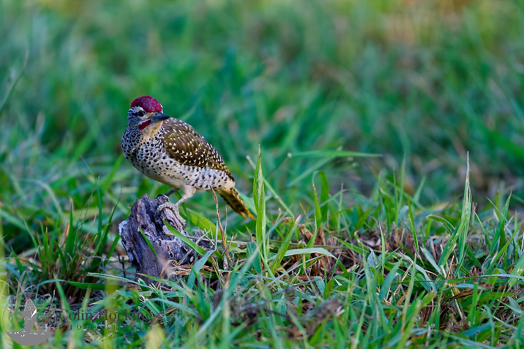 Nubian Woodpecker - ML638096970