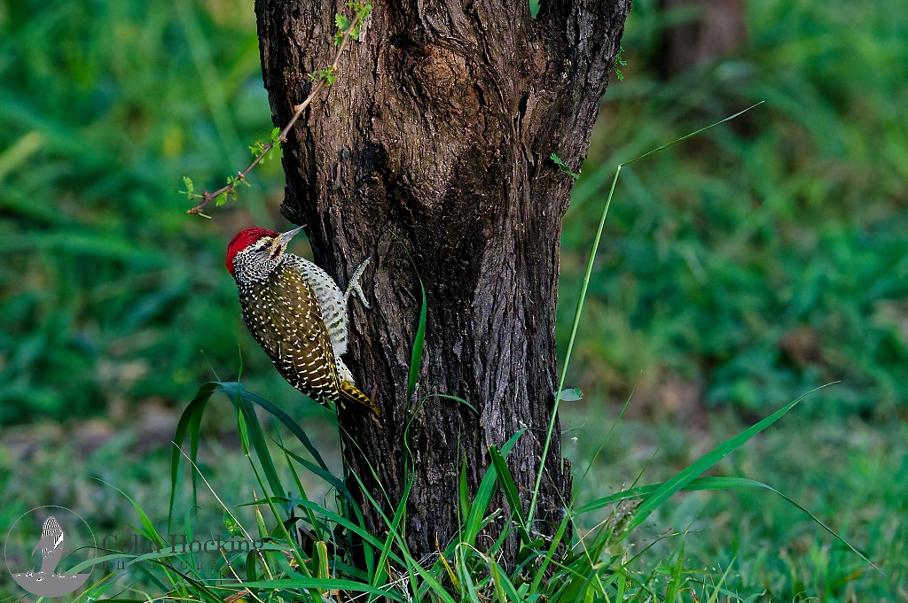 Nubian Woodpecker - ML638096971