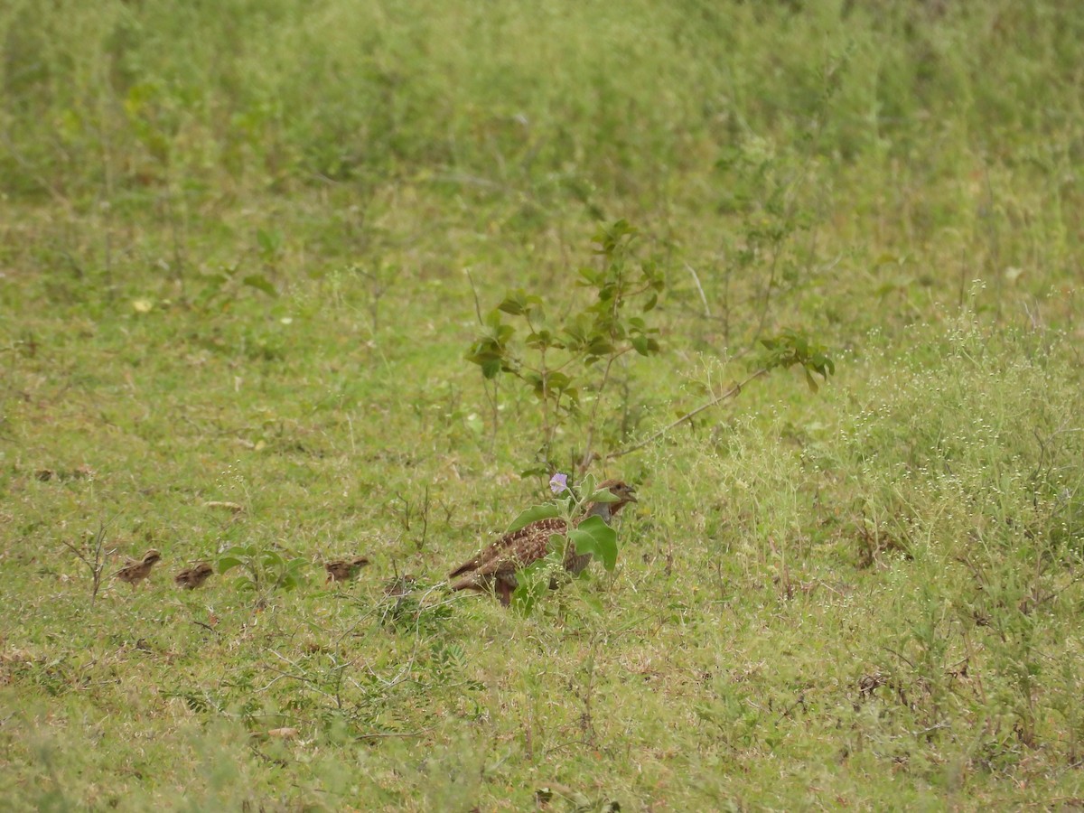 Gray Francolin - ML638096993