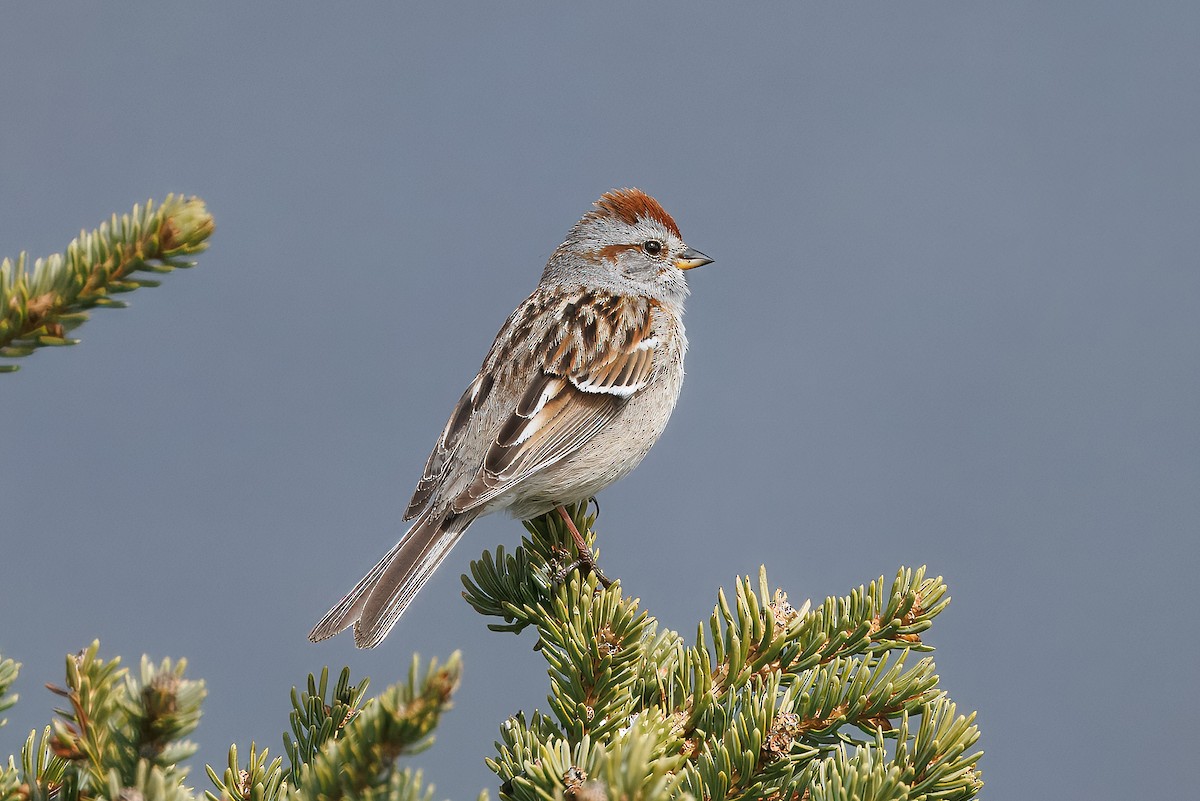 American Tree Sparrow - ML638097016