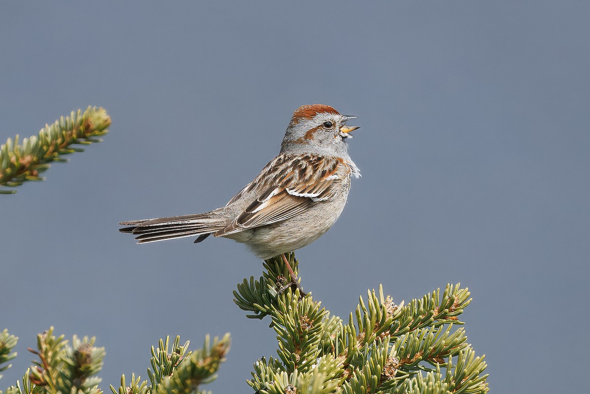 American Tree Sparrow - ML638097017