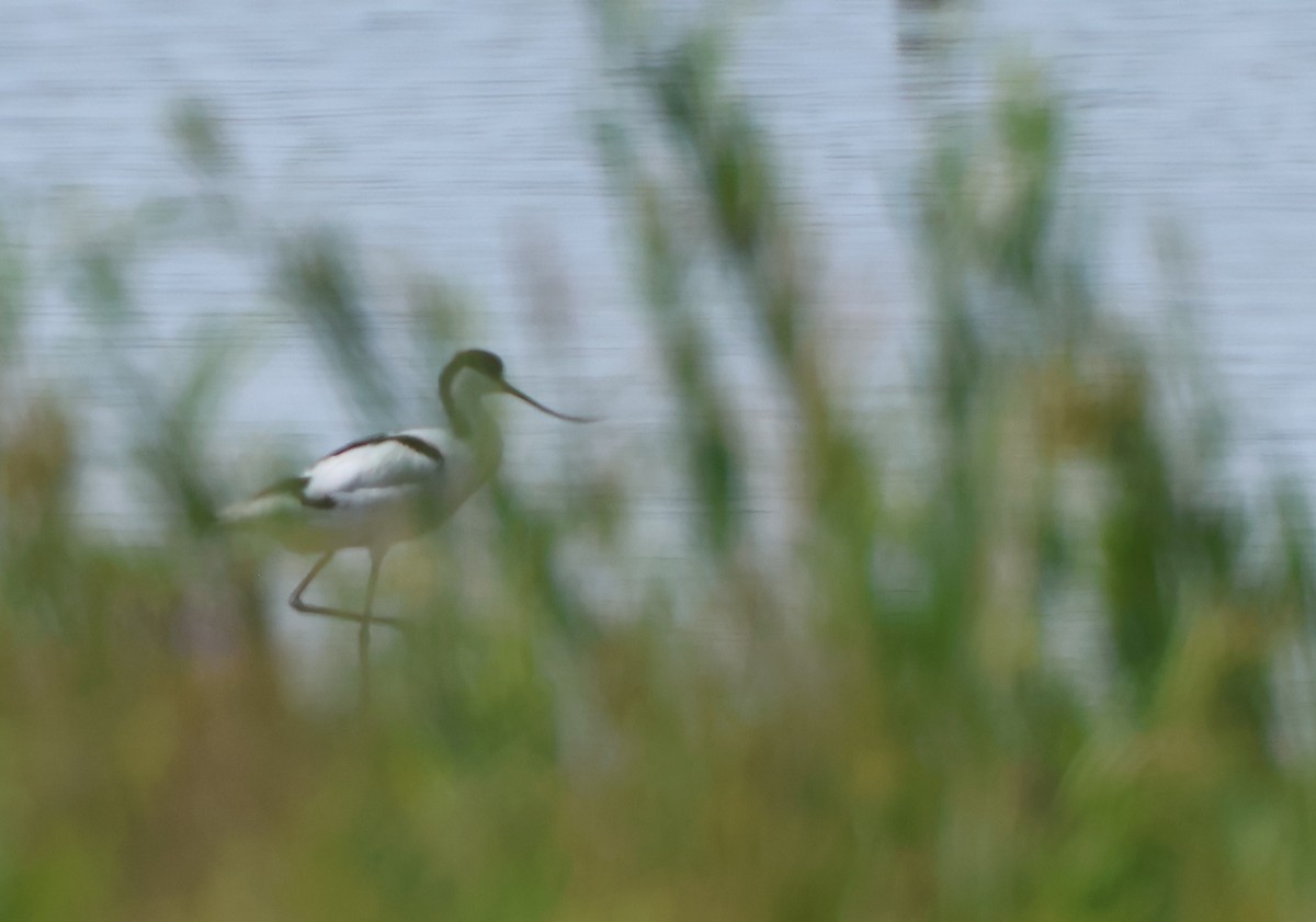 Avocetta - ML638097037