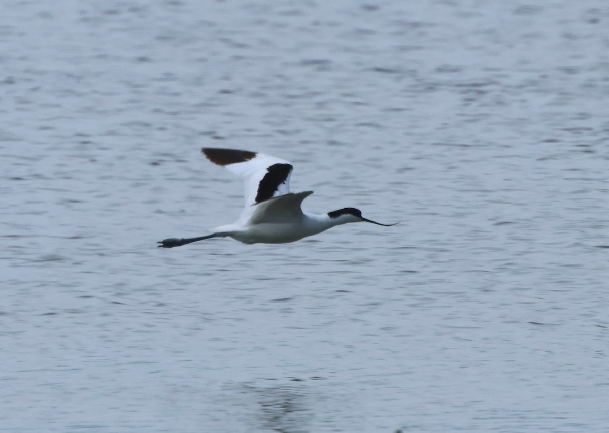 Avocetta - ML638097038