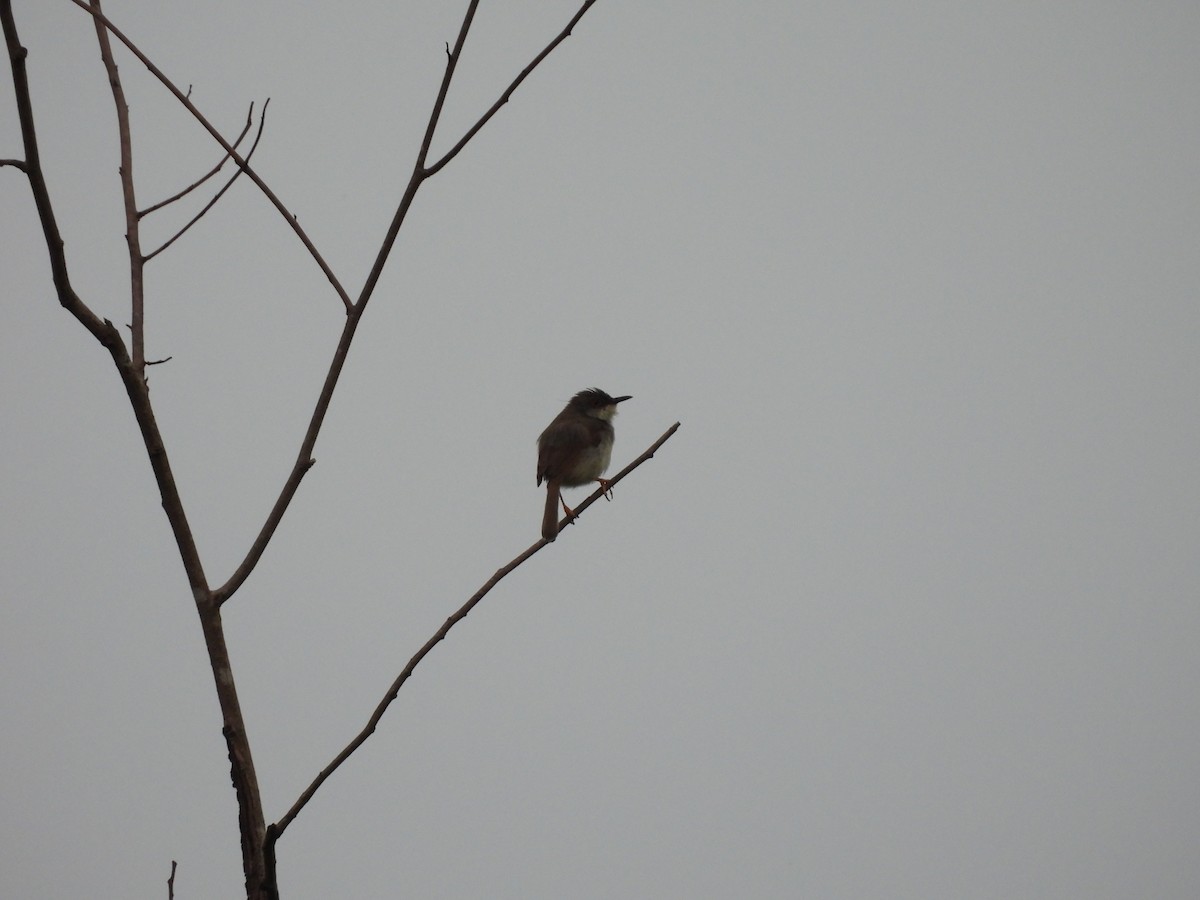Gray-breasted Prinia - ML638097040