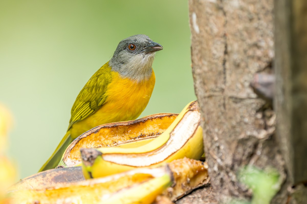 Gray-headed Tanager (Gray-crested) - ML638097047