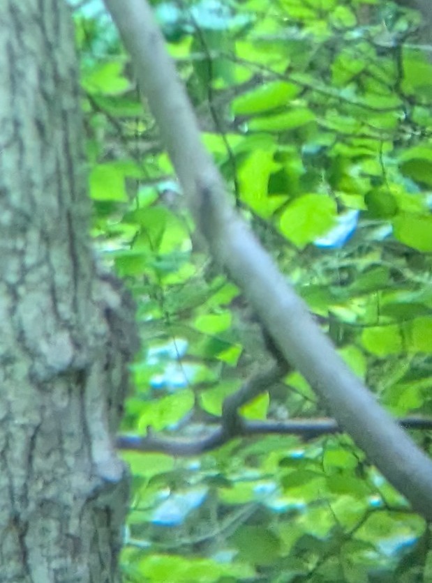Louisiana Waterthrush - ML638097050
