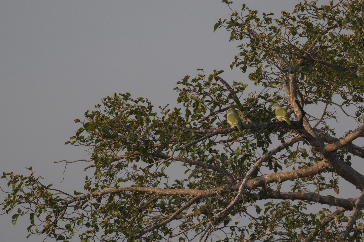 holub africký - ML638097054