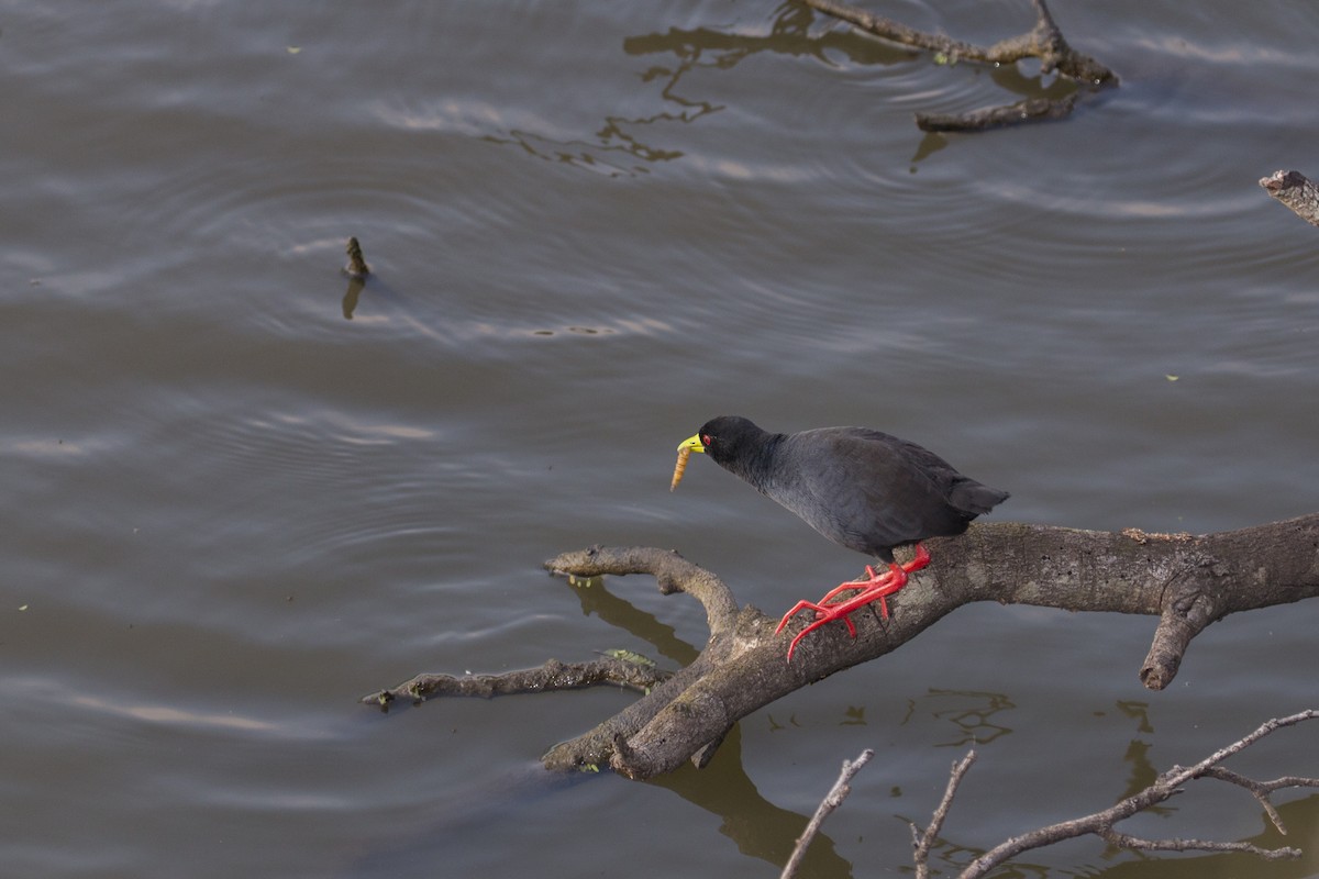 Black Crake - ML638097057