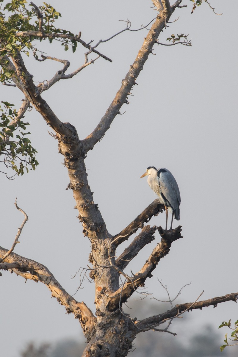 volavka popelavá - ML638097059